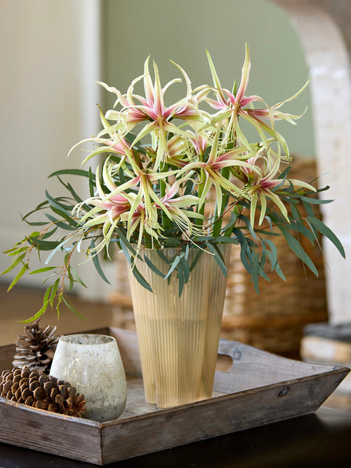 Amaryllis Tarantula displaying airy star-shaped blooms