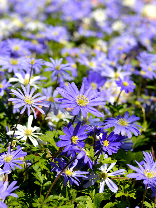 Blue anemone blanda bulbs - buy online