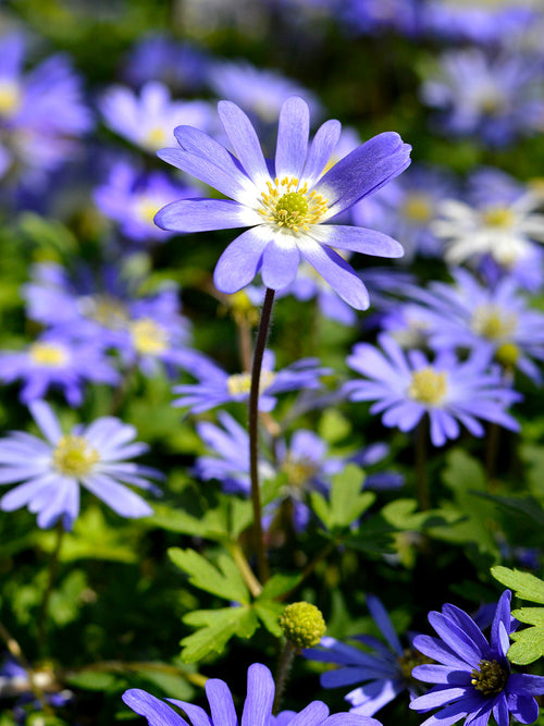 Anemone Blanda Blue - Windflowers - Grecian