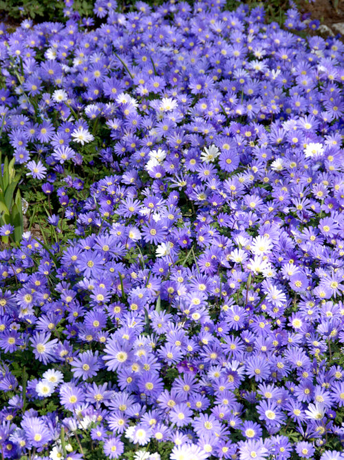 blue anemone blanda - great naturalizer