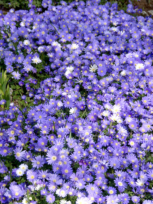 blue anemone blanda - great naturalizer