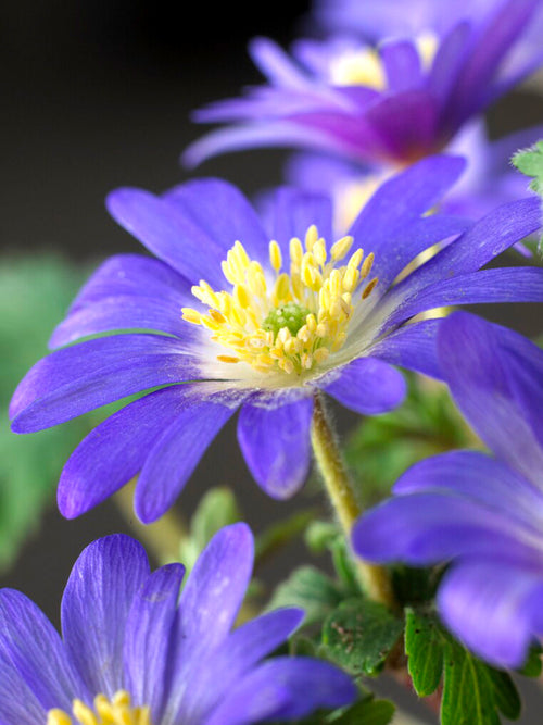 Blue anemone blanda bulbs - buy online