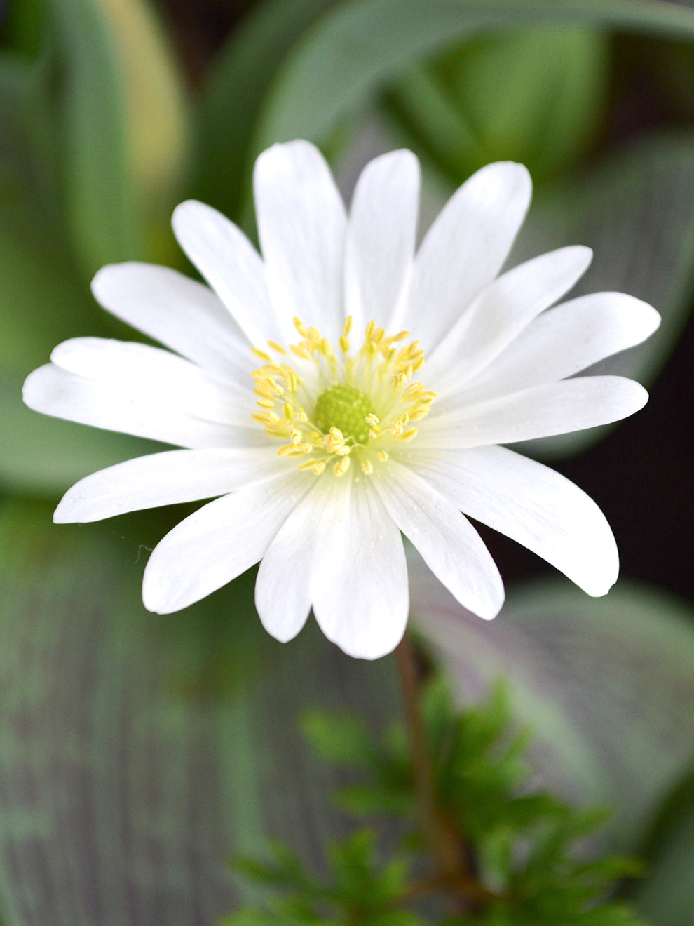Anemone Blanda Splendour