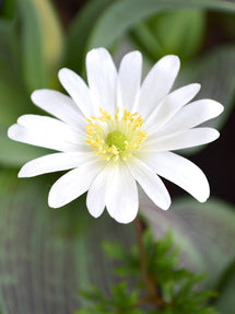 Anemone Blanda White Splendour (Windflowers)