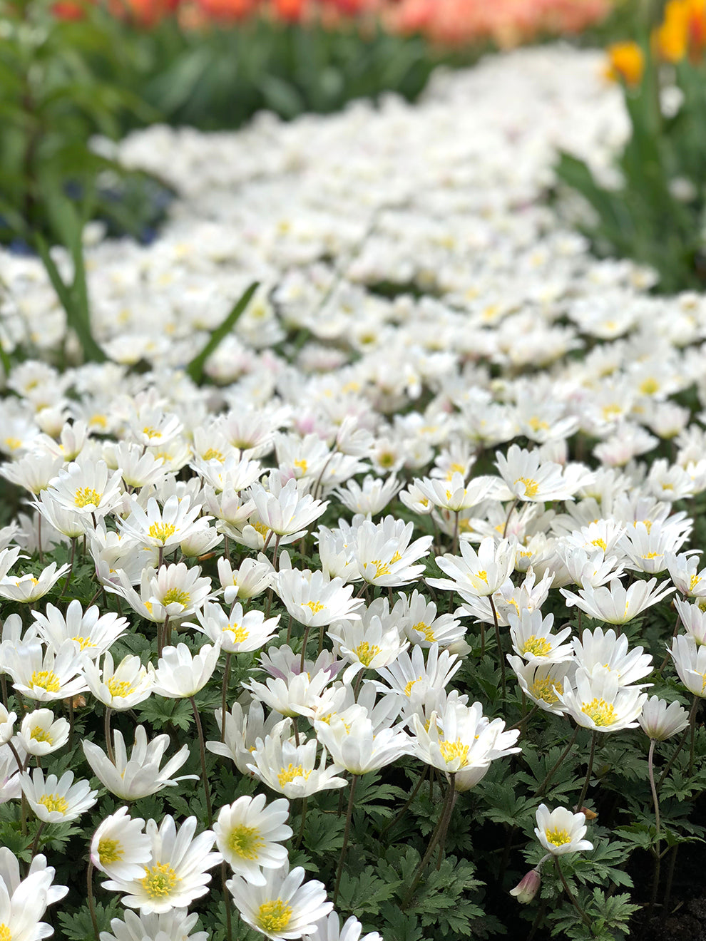 Anemone Blanda White Splendour Windflowers Anemone Blanda White Splendour Windflowers