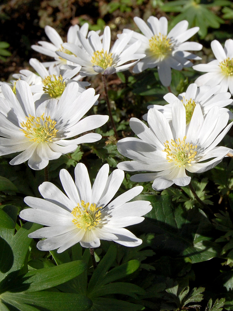 Anemone Blanda White Splendour Windflowers Anemone Blanda White Splendour Windflowers