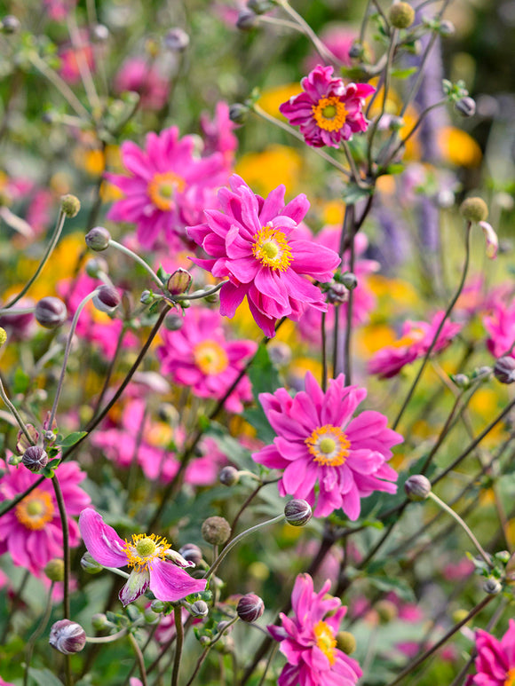 Japanese Anemone Bressingham Glow