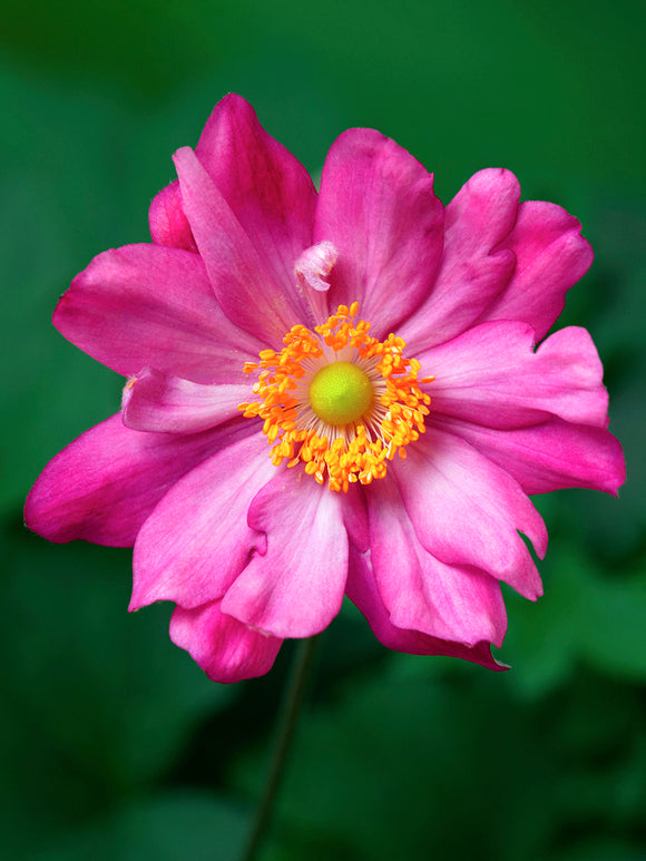 Japanese Anemone Bressingham Glow Spring Planted