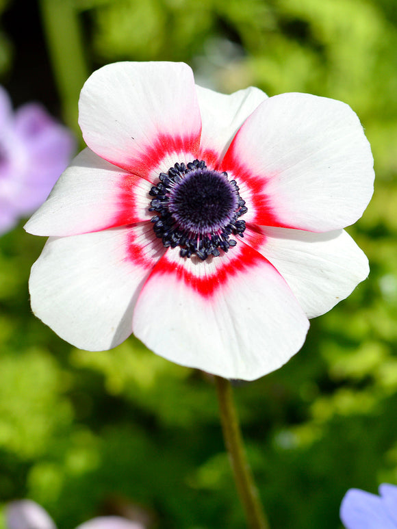 Anemone de Caen Bi Color - White and Red Anemone bulbs