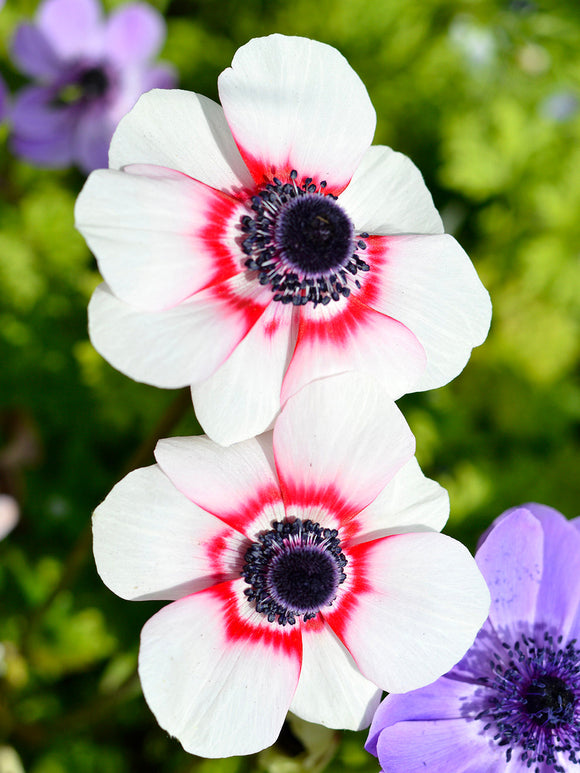 Anemone de Caen Bi-Color - Red and White