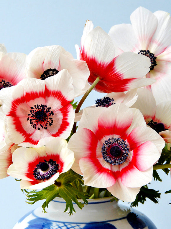 white and red anemones Windflowers