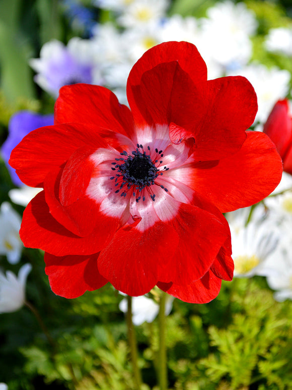Anemone de Caen Hollandia - Red Wind Flowers