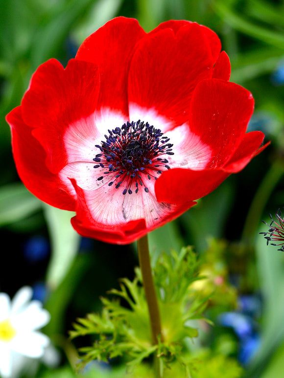 Red Anemone Windflowers - Anemone Hollandia