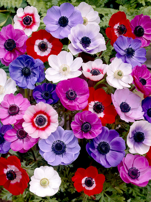 Anemone De Caen Mixed | Flower Bulbs | DutchGrown™