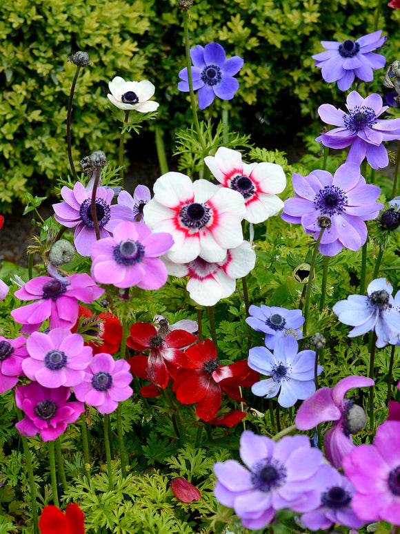 Anemone de Caen Bulbs Windflower - Red, White, Purple and Blue Wind Flowers
