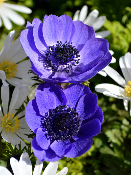 Anemone de Caen Mr. Fokker - Blue Wind Flowers