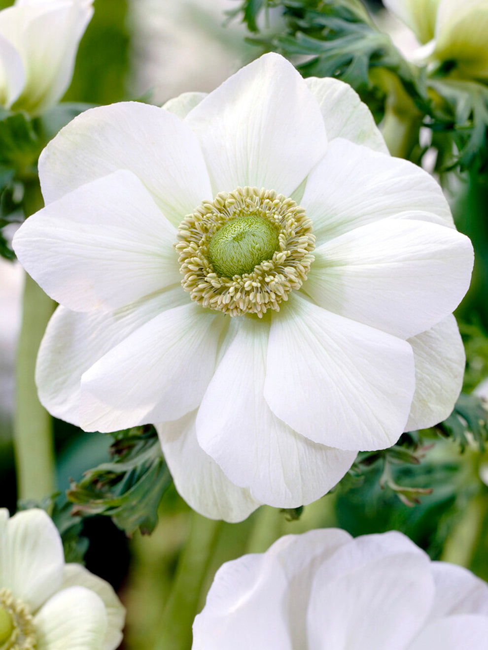 Anemone de Caen 'The Bride' Flower Bulbs
