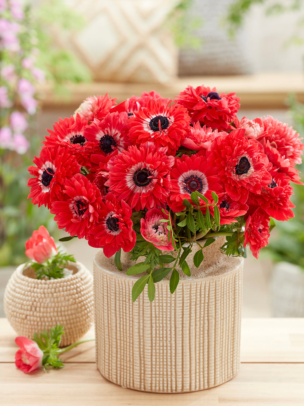 Anemone Bulbs Fullstar Red Buy Anemones Bulbs DutchGrown UK anemone-bulbs-fullstar-red-buy-anemones-bulbs-dutchgrown-uk