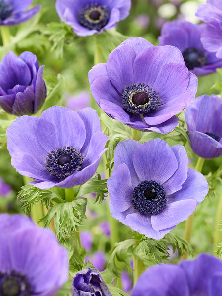 Anemone Bulbs 'Galilee Blue' - Anemones | DutchGrown™ UK