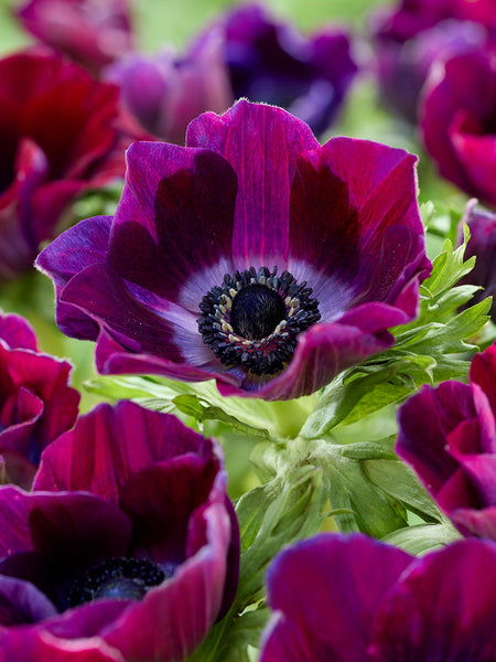 SALE‼️Bertrand BordeauxベルトランボルドーANEMONES Anemone_Galilee_Bordeaux-