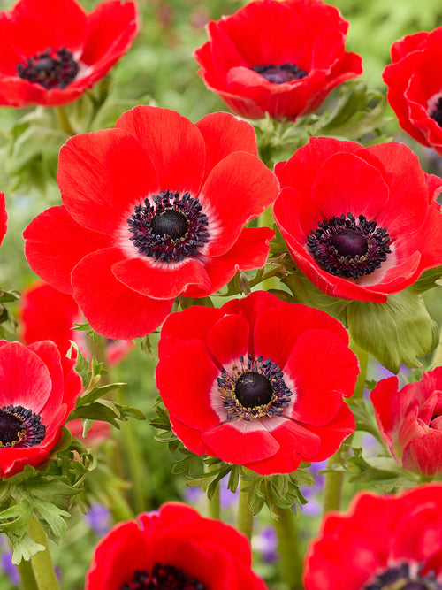 Anemone Bulbs Galilee Red