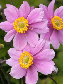 Japanese Anemone Serenade