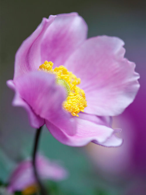 Japanese Anemone Serenada Bare Roots