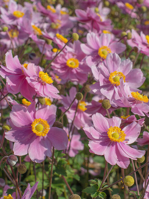 Japanese Anemones Plants