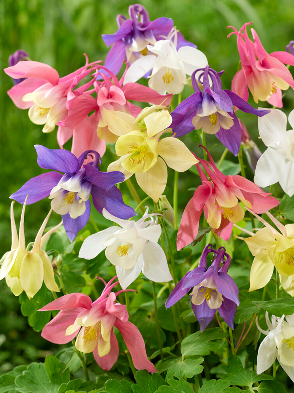 Columbine McKana Hybrids Mix (Aquilegia) Bare Roots | DutchGrown™ UK