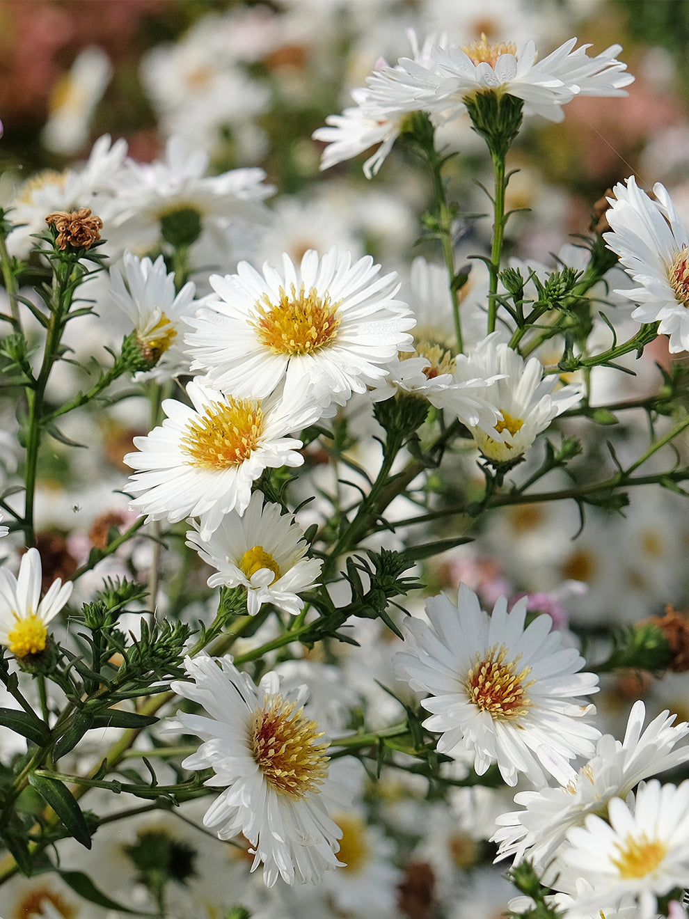 Buy Aster novi-belgii 'White Ladies' – White Michaelmas Daisy | Bare ...