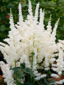 Astilbe Close Harmony