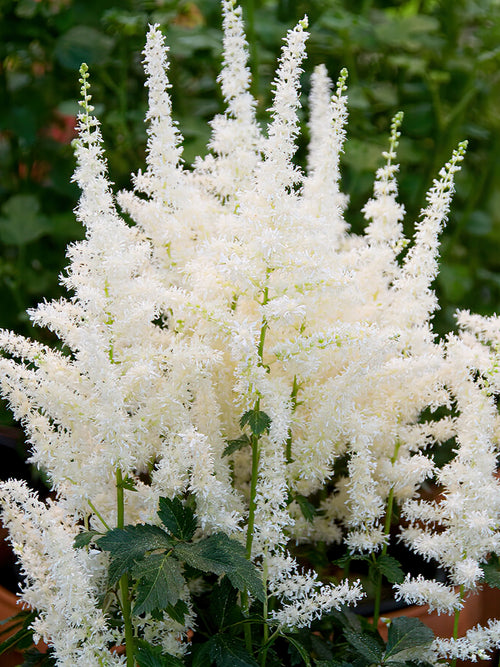 Buy bare root Astilbe for spring planting - Astilbe Close Harmony