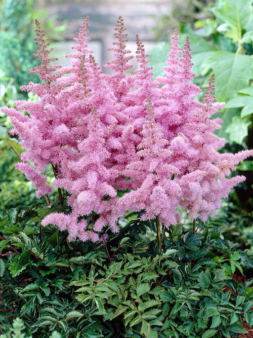 Astilbe Heart and Soul - astilbe bare roots