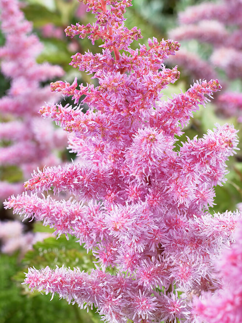 Astilbe Heart and Soul for spring planting