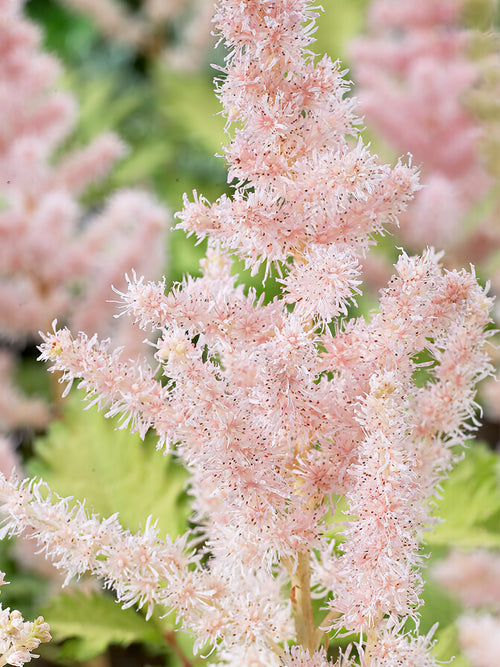 Astilbe Milk and Honey