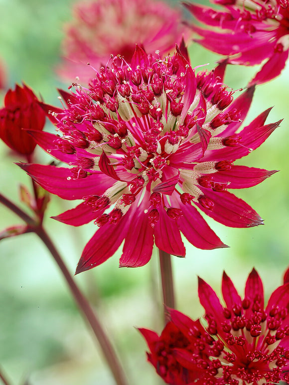 Astrantia Major Claret