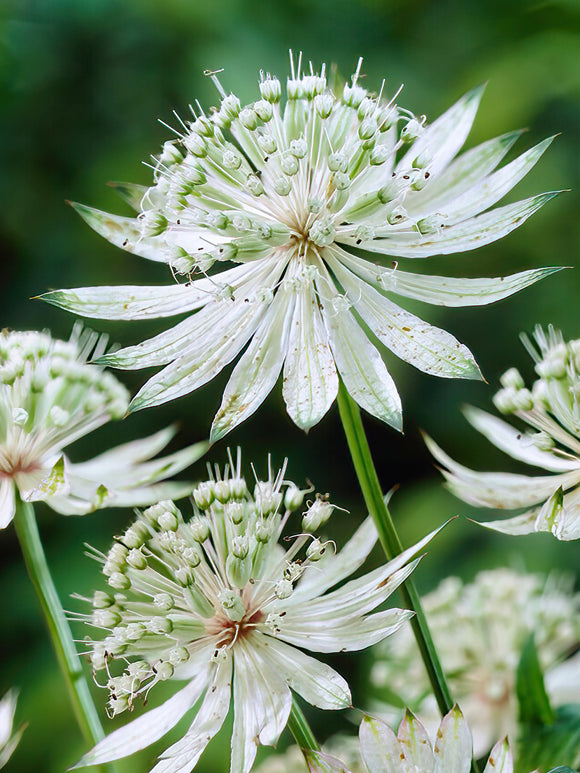 Astrantia Major Shaggy - Bare Roots