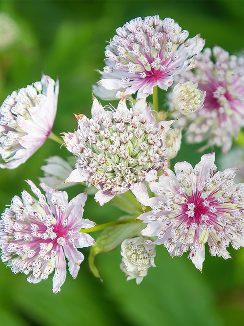 Astrantia Major Superstar