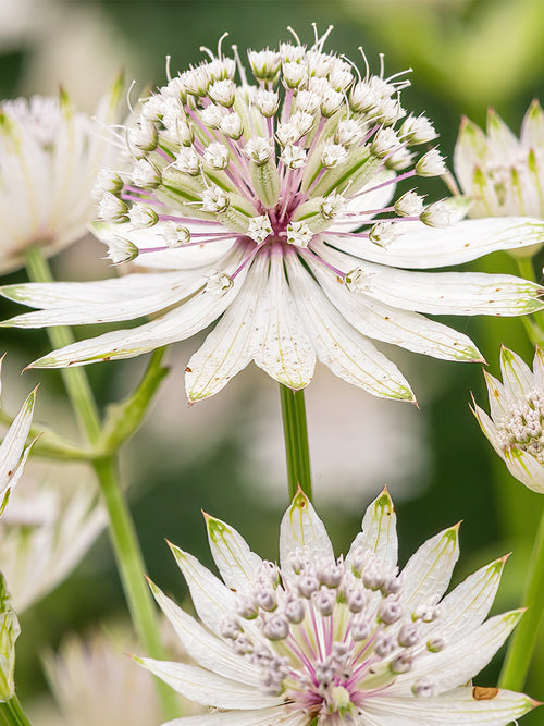 Astrantia Major Superstar