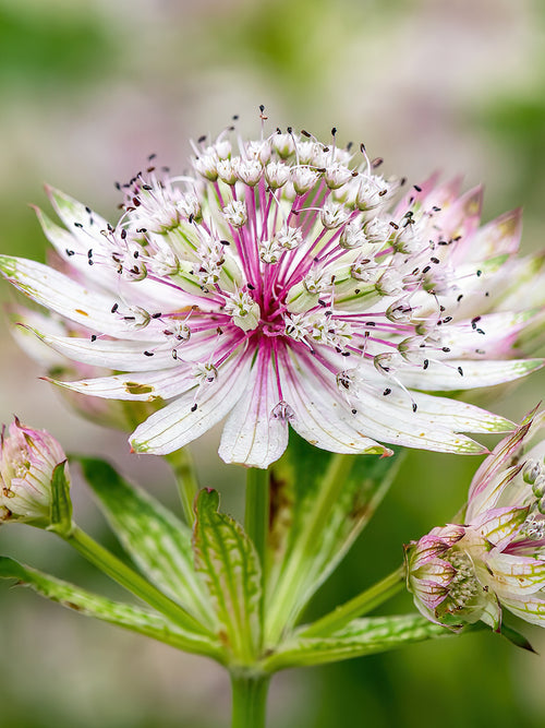 Astrantia Major Superstar Bare Roots