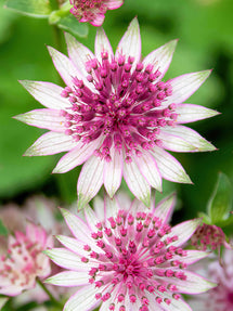 Astrantia Major Superstar