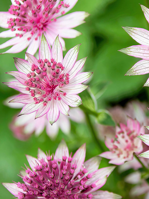 Buy Astrantia Major Superstar Bare Roots