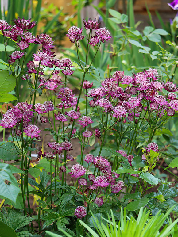 Astrantia Major Venice Bare Roots