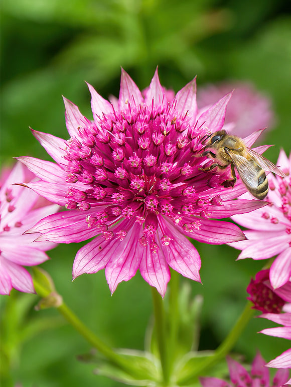 Astrantia Major Venice