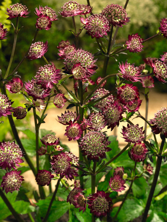 Buy Bare Roots Astrantia Moulin Rouge