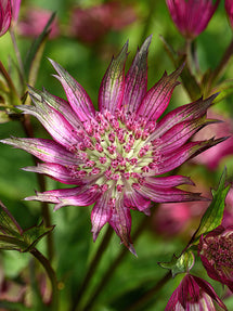 Astrantia Star of Love