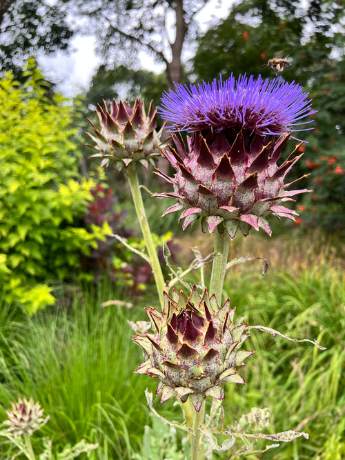 Cardoon (Artichoke Thistle) Bare Roots