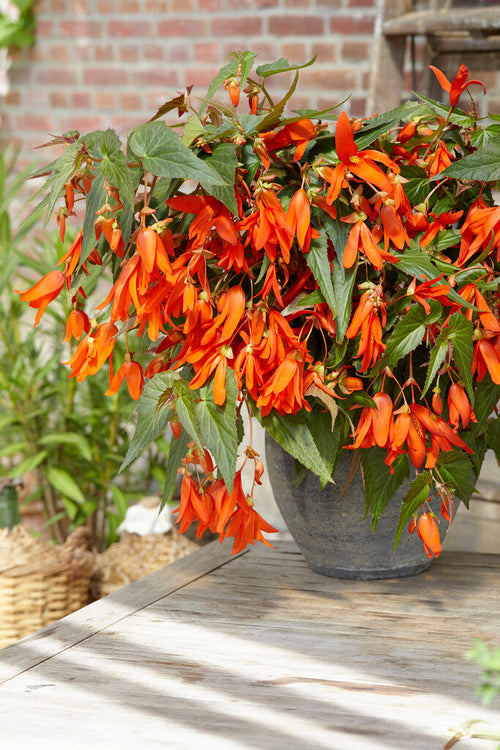 Begonia Bulbs Boliviensis Santa Cruz