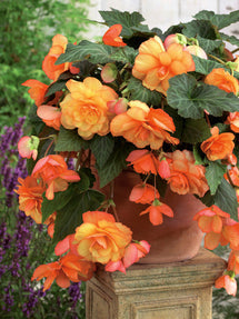 Begonia Cascade Sunray