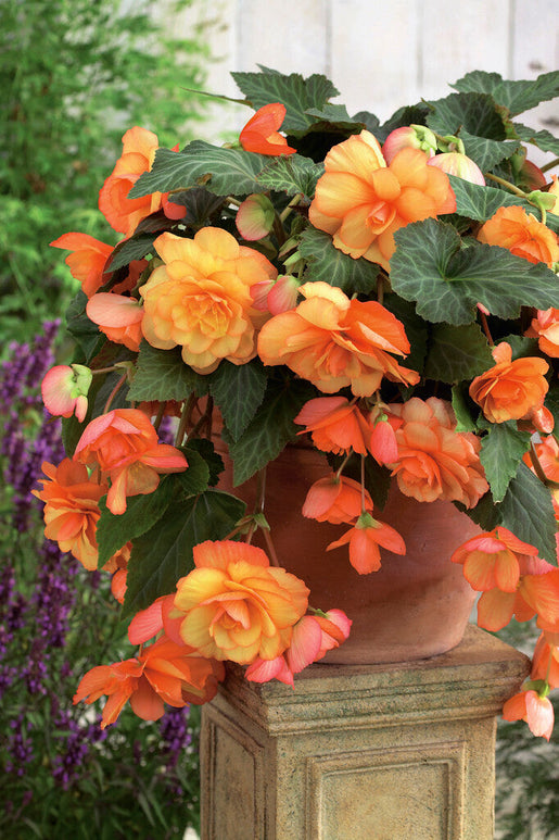 Begonia Tubers Cascade Sunray